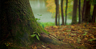 Trees in the woods