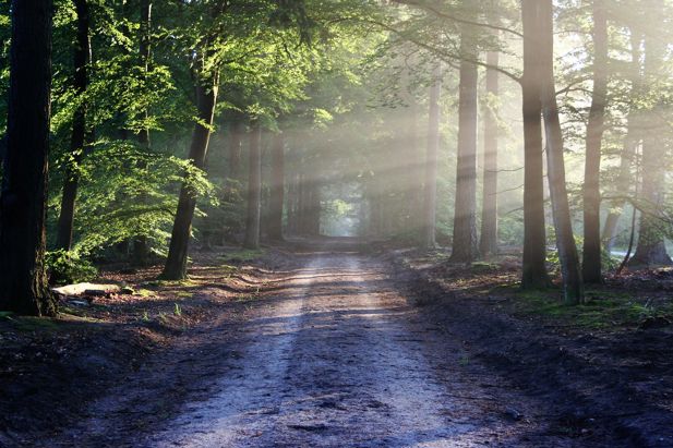 path leading through the forest