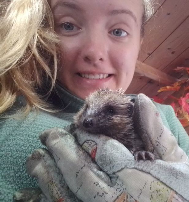hedgehog 3