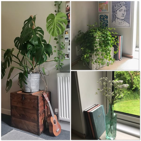A collage of three different potted plants in student accommodation